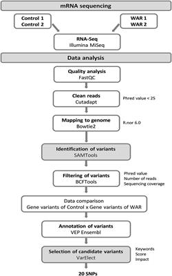 Putative Causal Variant on Vlgr1 for the Epileptic Phenotype in the Model Wistar Audiogenic Rat